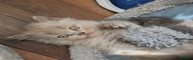 British Shorthair 1