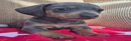 Miniature Dachshund dogs for sale: *£650* Miniature Dachshund Ready to go last male - Advert 18
