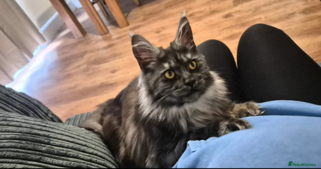 Maine Coon cats for sale: Tica active female  - Advert 2