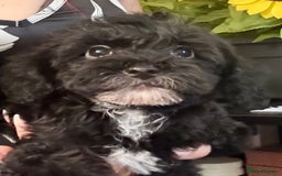Maltipoo dogs for sale: BEAUTIFUL MALTIPOO PUPPIES READY TO LEAVE!  in Manchester - Image 6