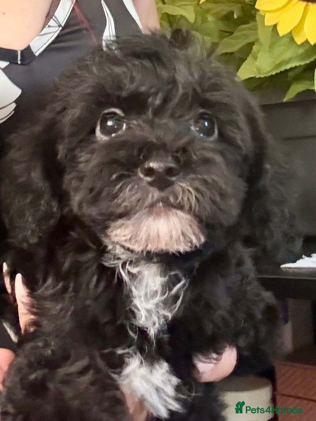 Maltipoo dogs for sale: BEAUTIFUL MALTIPOO PUPPIES READY TO LEAVE!  in Manchester - Image 6