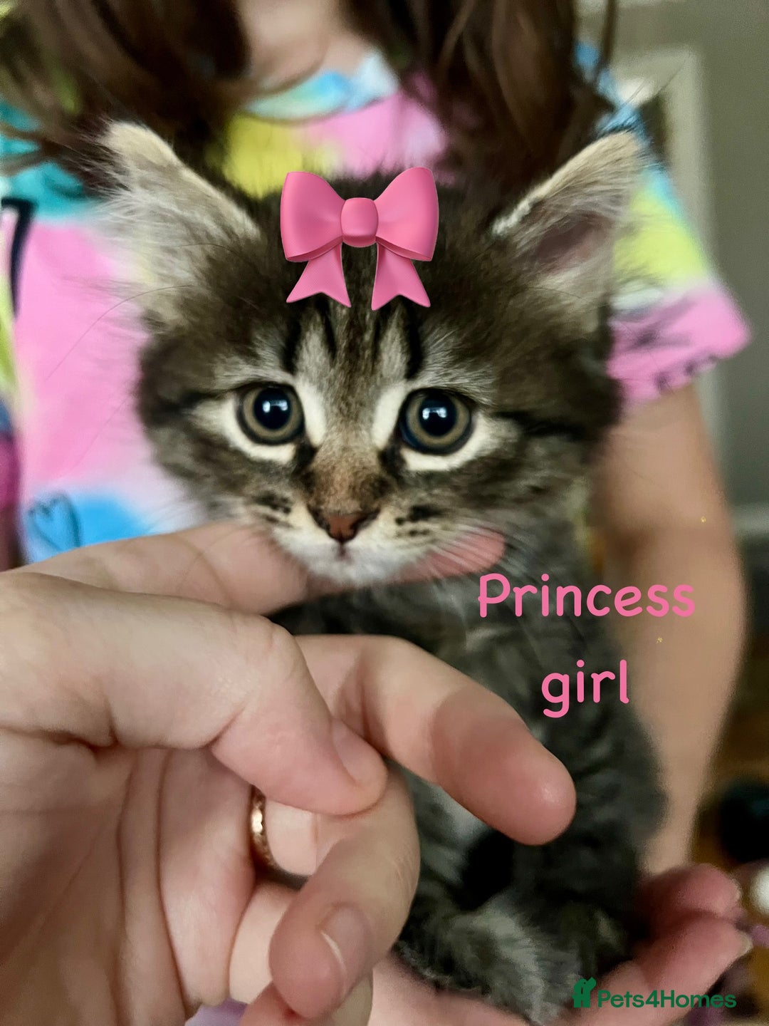 Siberian cats for sale: Siberian girl kittens ready for new home now - Image 6