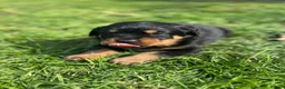 Rottweiler dogs for sale: Stunning Chunky Rotweillers from fantastic parents - Advert 14