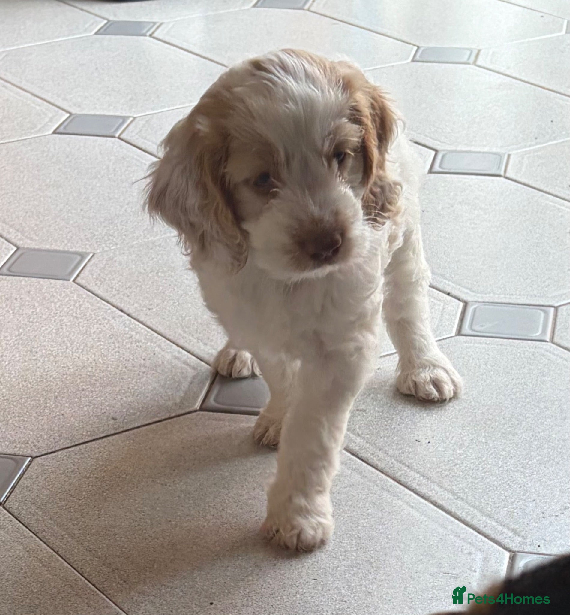 Cockapoo dogs F1 Cockapoo pups,  - Advert 1