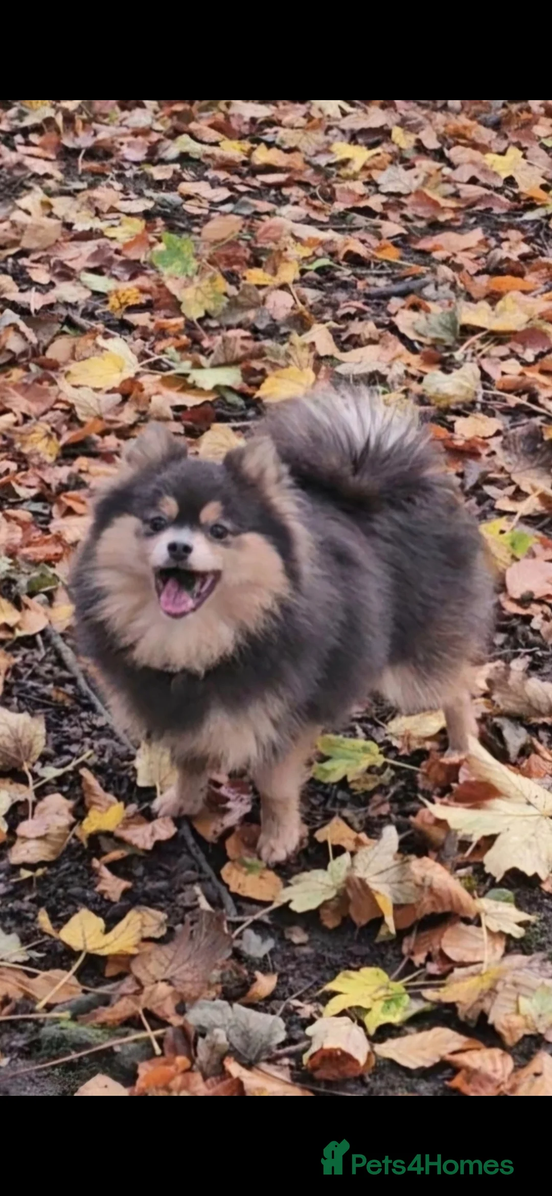 Pomsky dogs for sale: Batman F3 Pomsky boy  - Advert 17