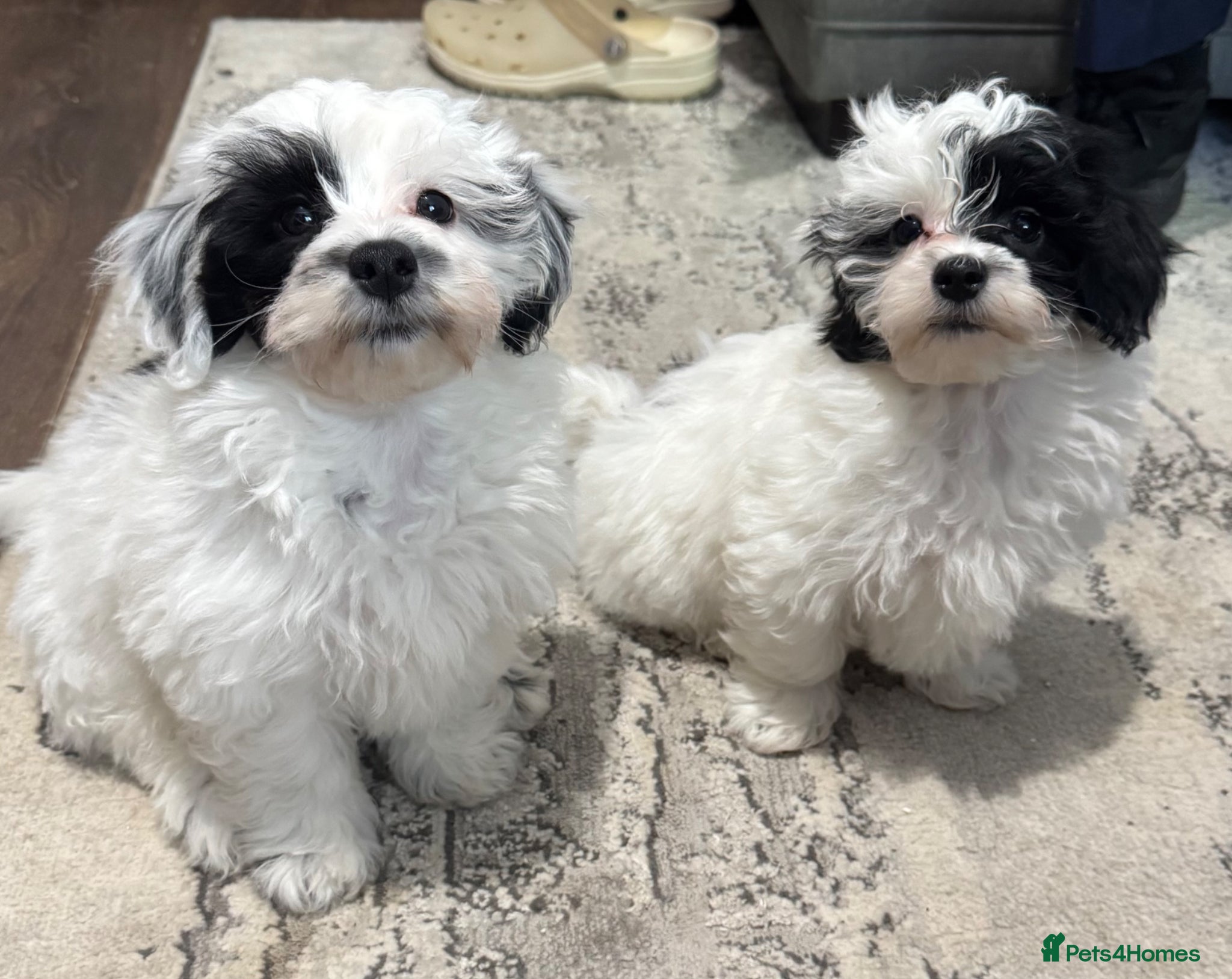 Maltipoo dogs Maltipoo’s - fully vaccinated and ready to leave. - Advert 5
