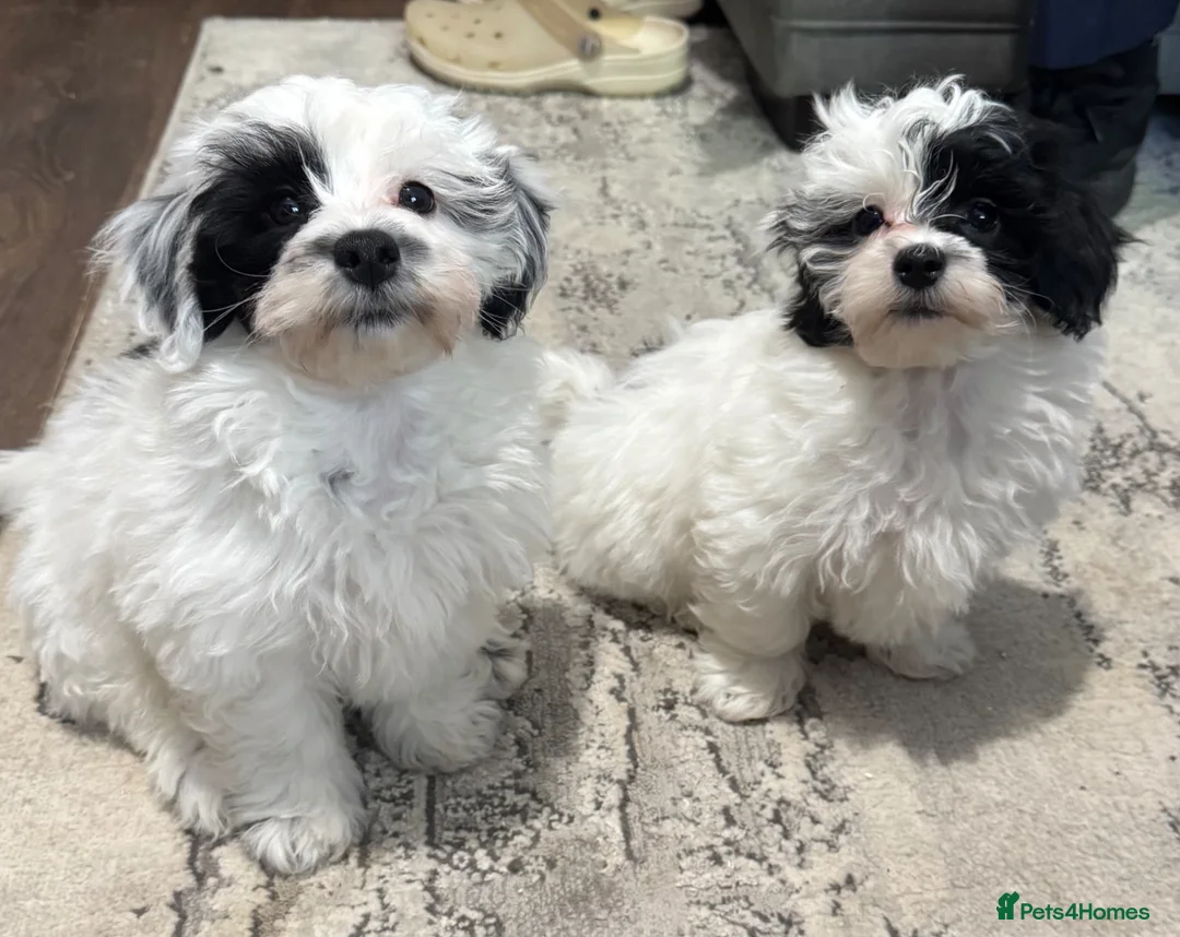 Maltipoo dogs for sale: Maltipoo’s - fully vaccinated and ready to leave. - Advert 1