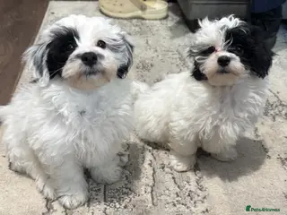 Maltipoo dogs Maltipoo’s - fully vaccinated and ready to leave. - Advert 1