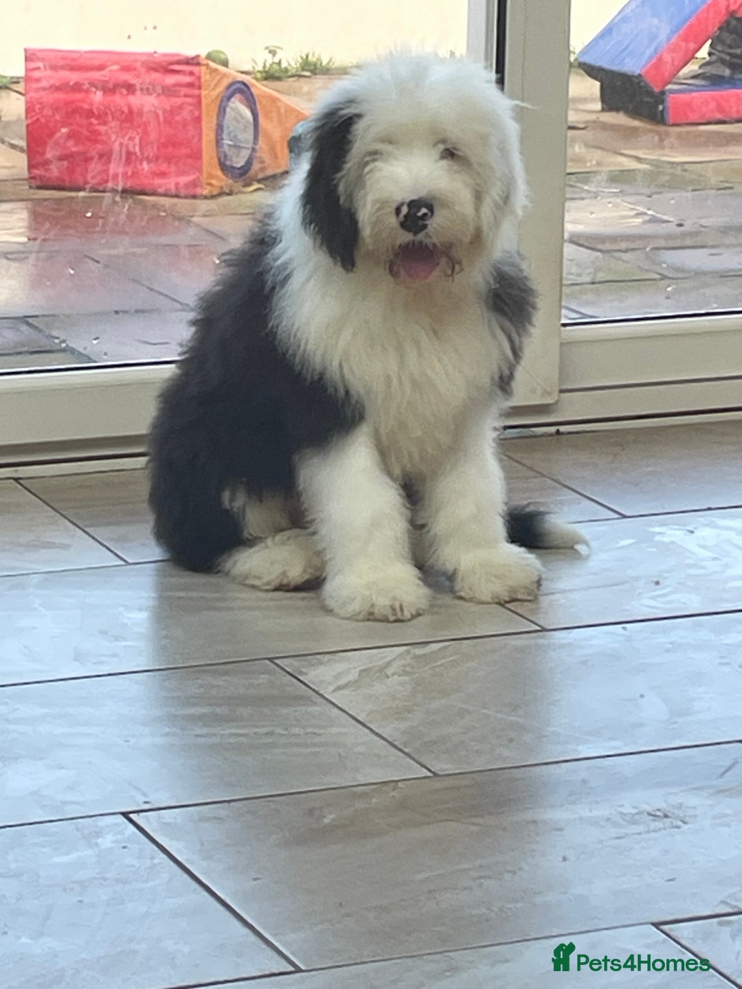 Old English Sheepdog dogs for sale: Old English sheep dogs kc  - Advert 16