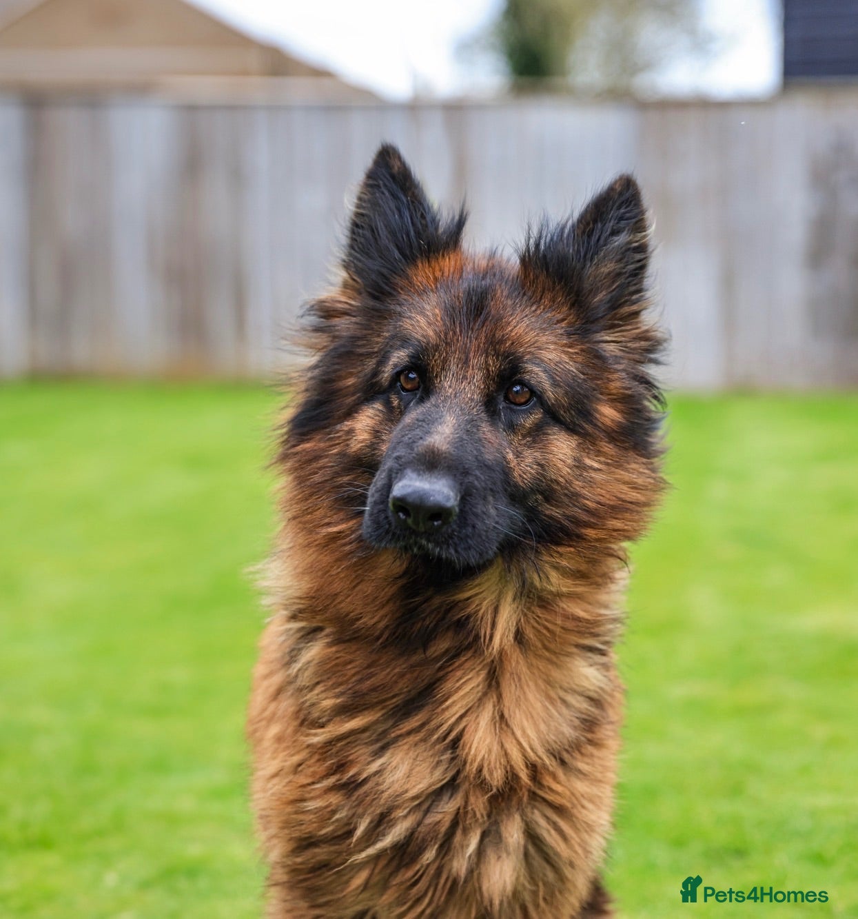 German Shepherd dogs Mature Female German Shepard 🐾🐾🐾 - Advert 1