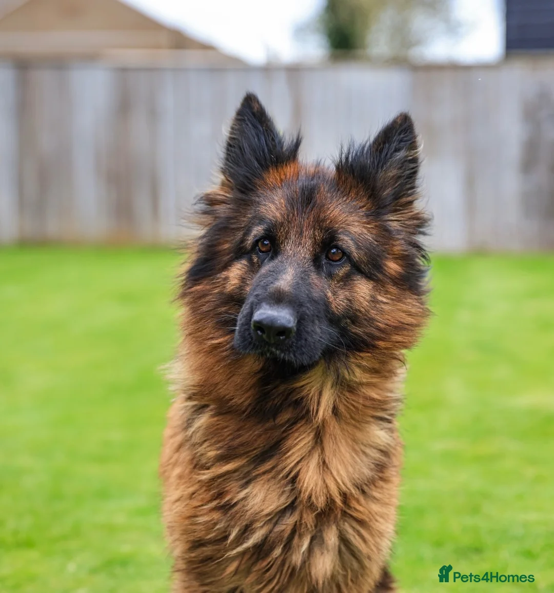 German Shepherd dogs for sale: Mature Female German Shepard 🐾🐾🐾 - Advert 1