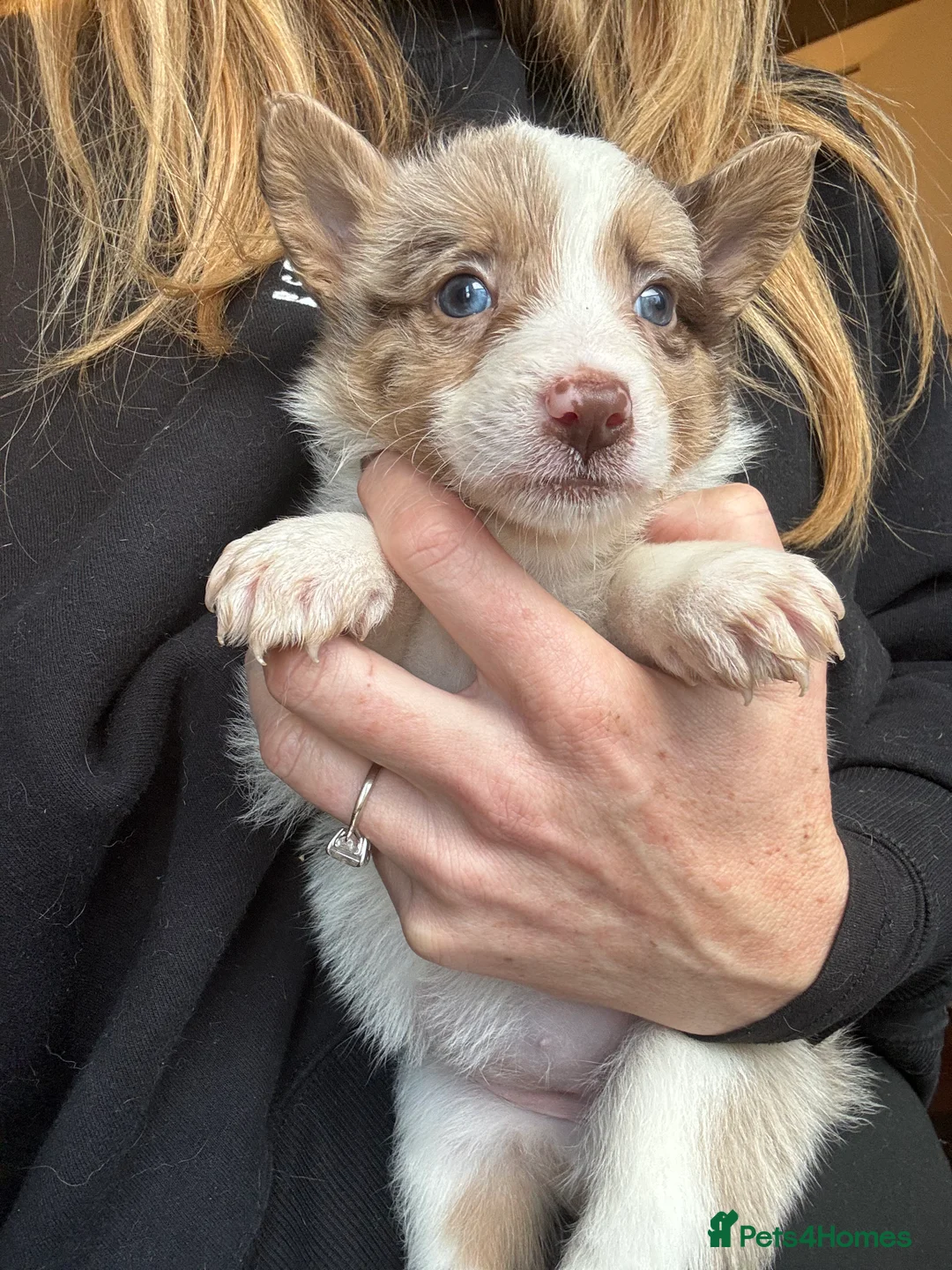 Border Collie dogs for sale: Pure Bred Border Collie Puppies For Sale - Advert 23