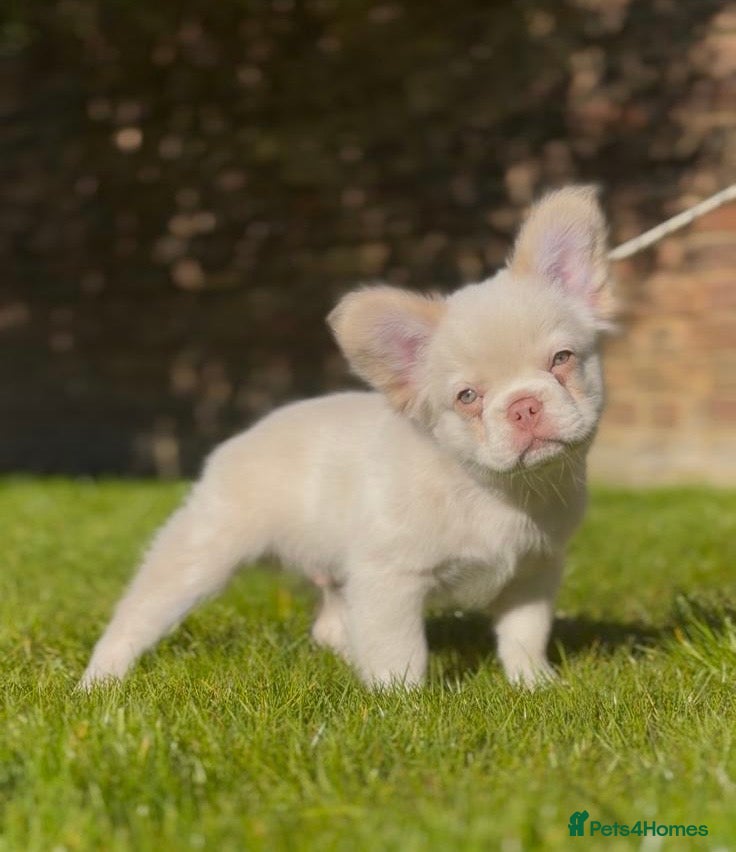 French Bulldog dogs Fluffy Frenchies - Advert 11