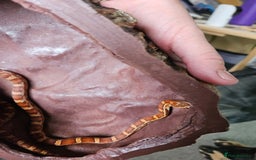 Corn Snake reptiles for sale: Corn snake Bolton - Image 5