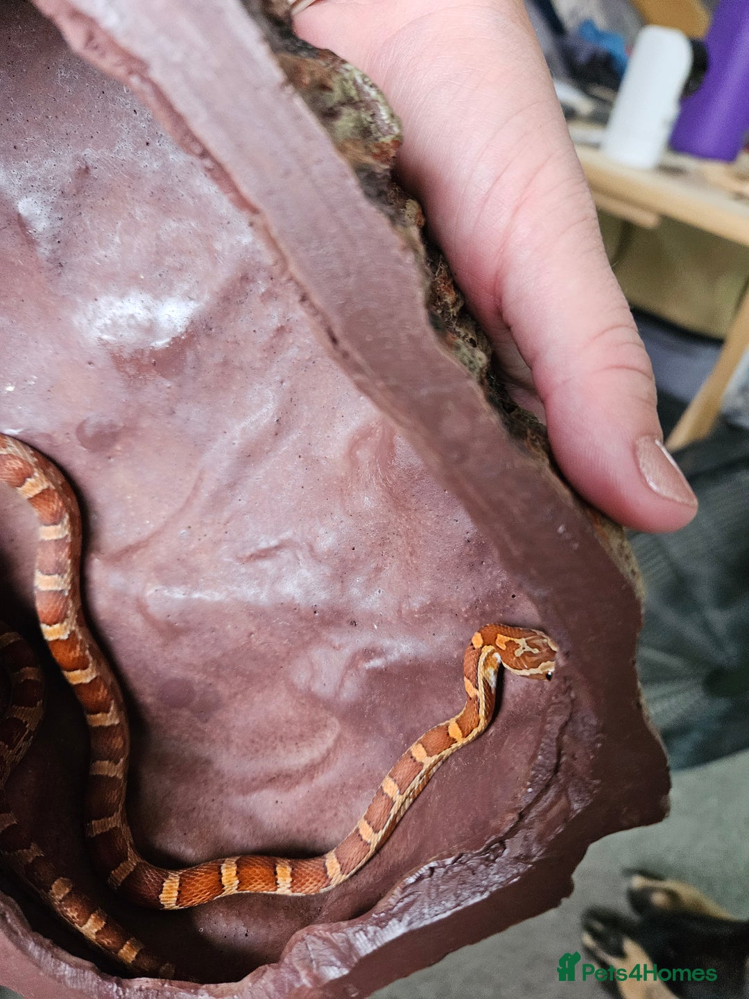 Corn Snake reptiles for sale: Corn snake Bolton - Image 5