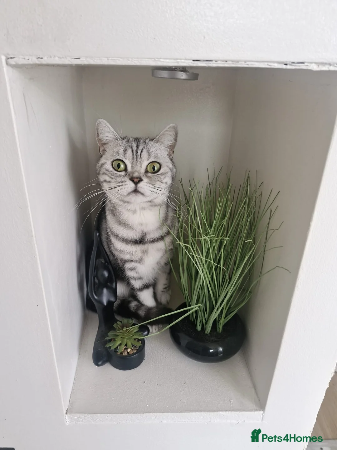 British Shorthair cats for sale: British Shorthair silver tabby - Advert 2