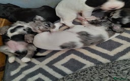 Sprocker dogs for sale: Gorgeous Sprocker pups.  - Image 13
