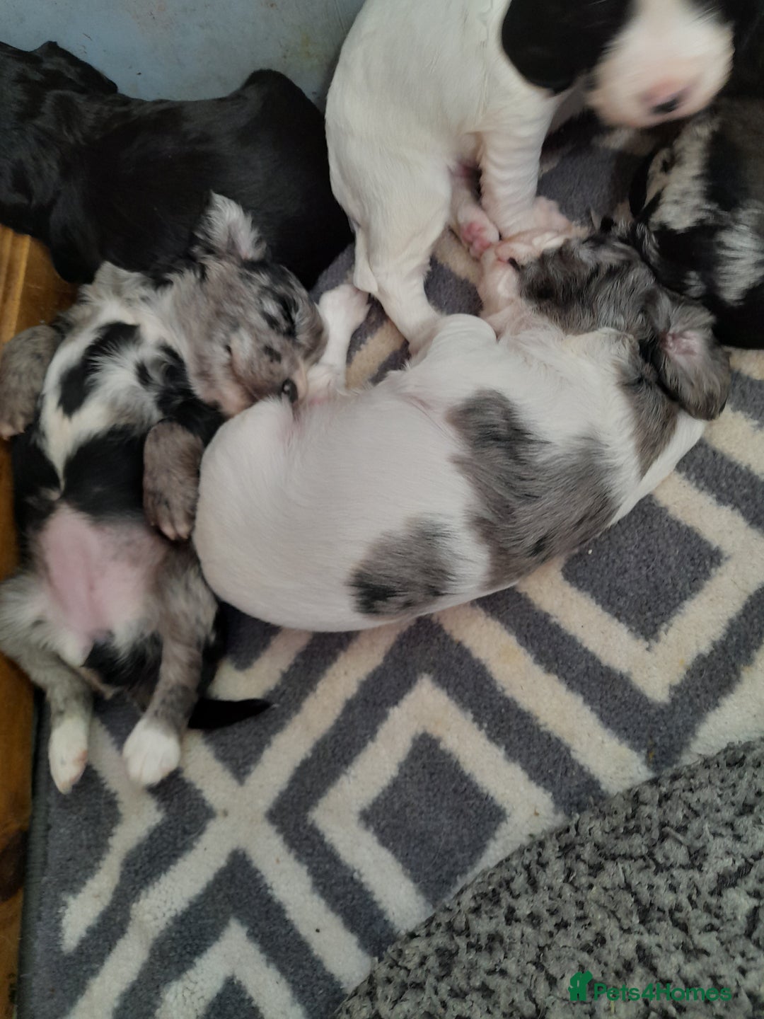 Sprocker dogs for sale: Gorgeous Sprocker pups.  - Image 13