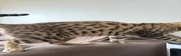 Bengal cats for sale: Stunning F5 Savannah × Sepia Bengal Male - Advert 5