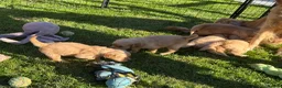 Golden Retriever dogs for sale: KC Golden Retriever Puppies - Advert 11