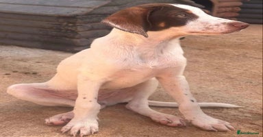 Mixed Breed dogs - Advert 7
