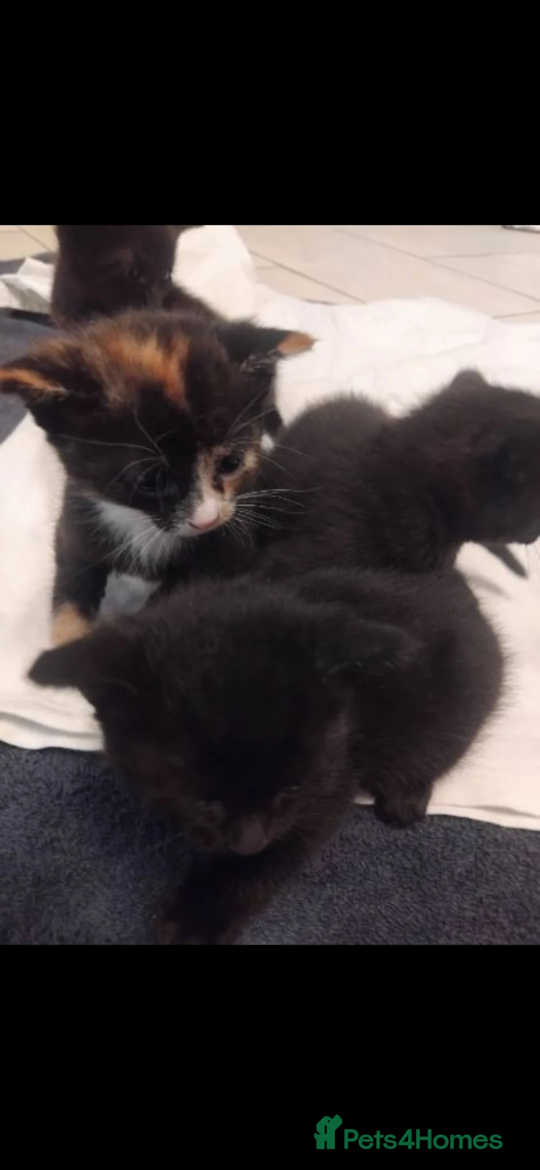 Mixed Breed cats for sale: 5 Girl Kittens - variety of colours in Romford - Advert 1