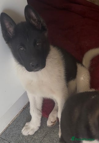 Akita dogs - Advert 5