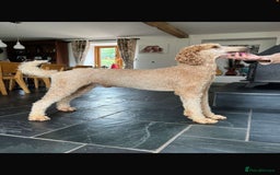 Goldendoodle dogs for sale: Golden Doodle litter  - Image 5