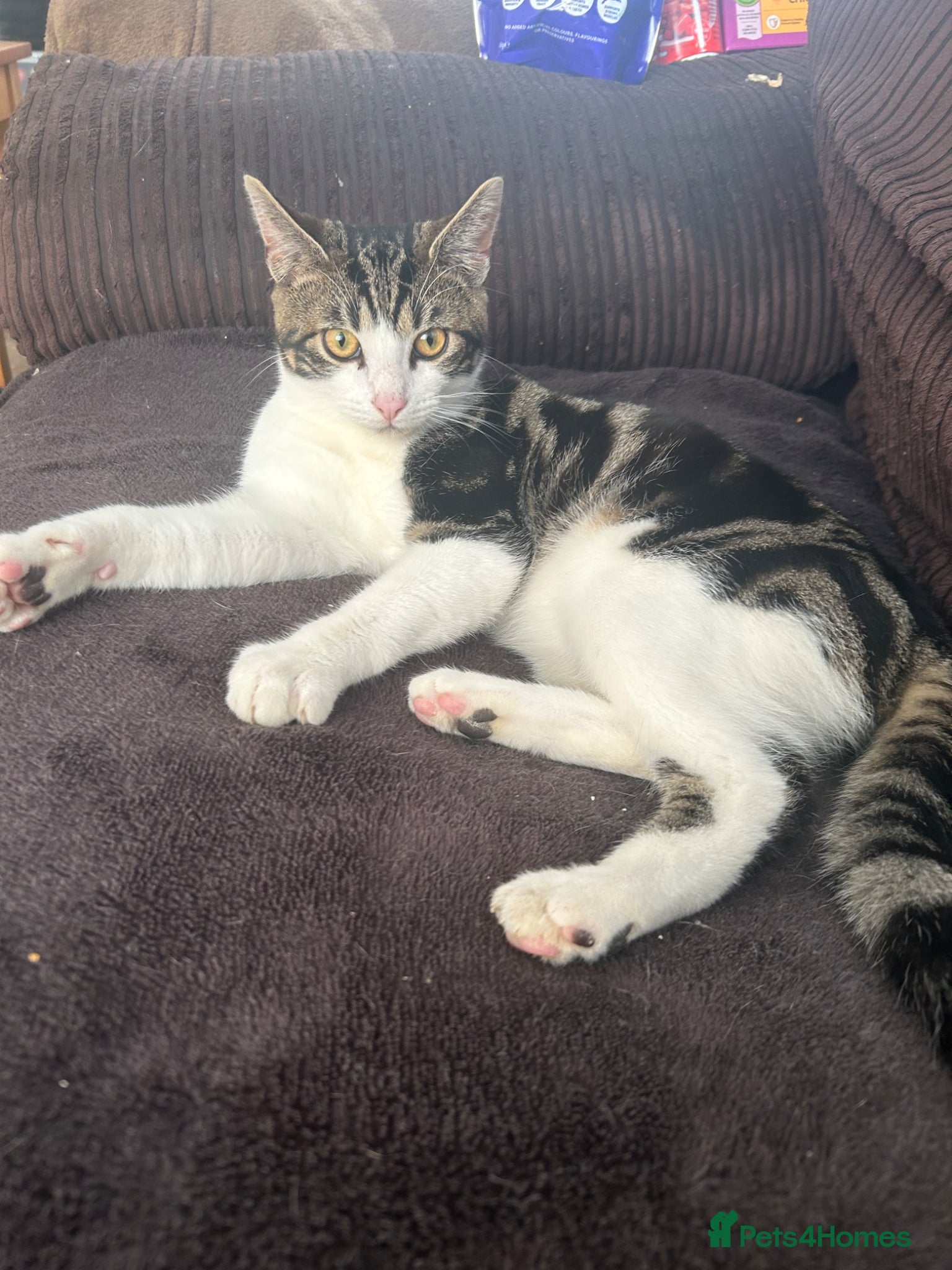 Mixed Breed cats Ragdoll mixed breed kitten  - Advert 18