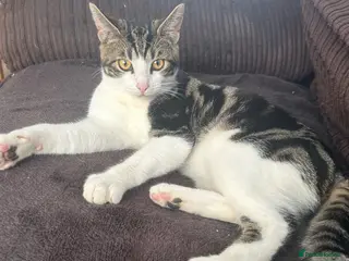 Mixed Breed cats Ragdoll mixed breed kitten - Advert 18