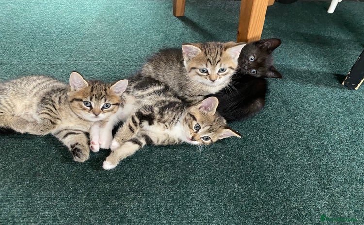 Mixed Breed cats - Advert 2