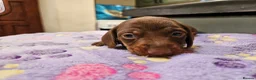 Miniature Dachshund dogs for sale: Stunning KC registered minature Dachshund - Advert 20
