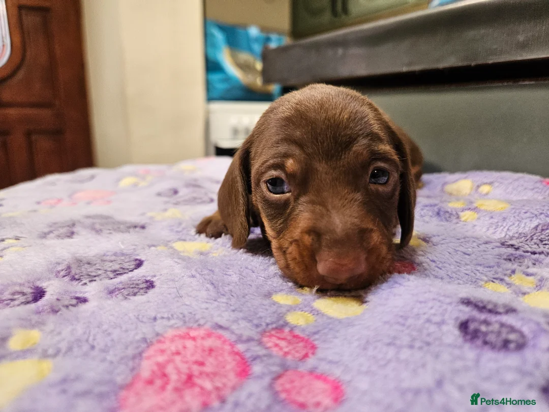 Miniature Dachshund dogs for sale: Stunning KC registered minature Dachshund - Advert 20