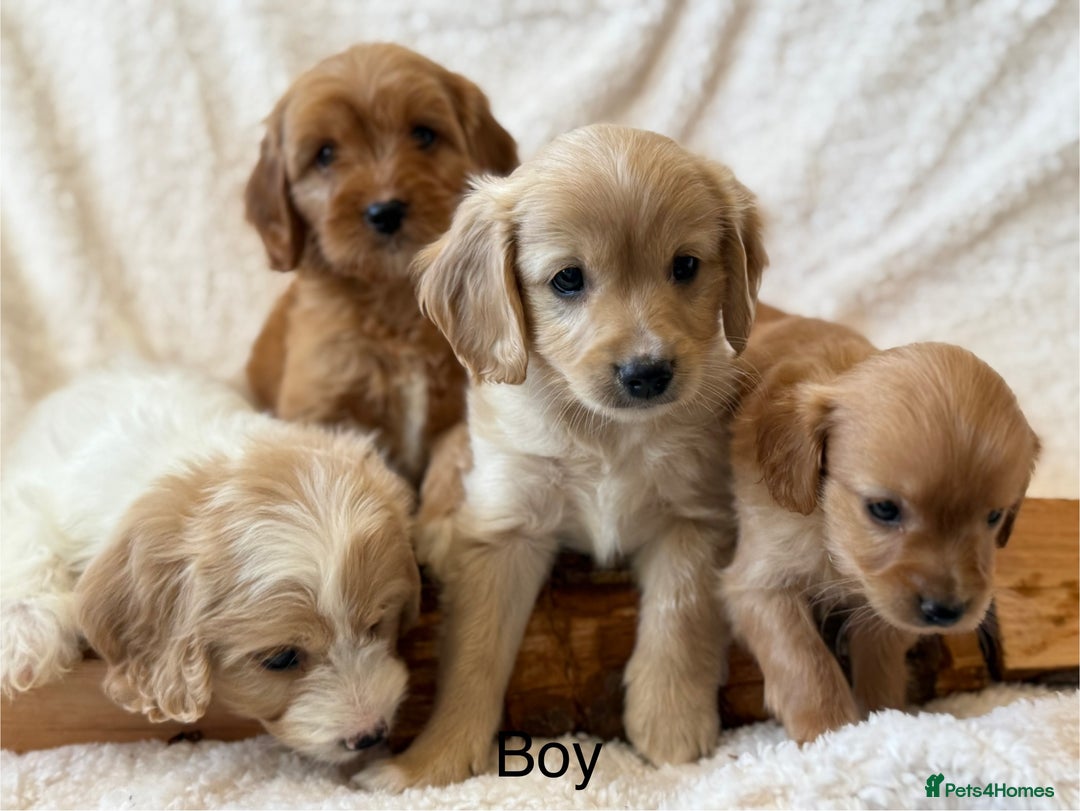 Cavapoo dogs for sale: Cavapoo *Licensed* Ready 2nd Dec. - Advert 10