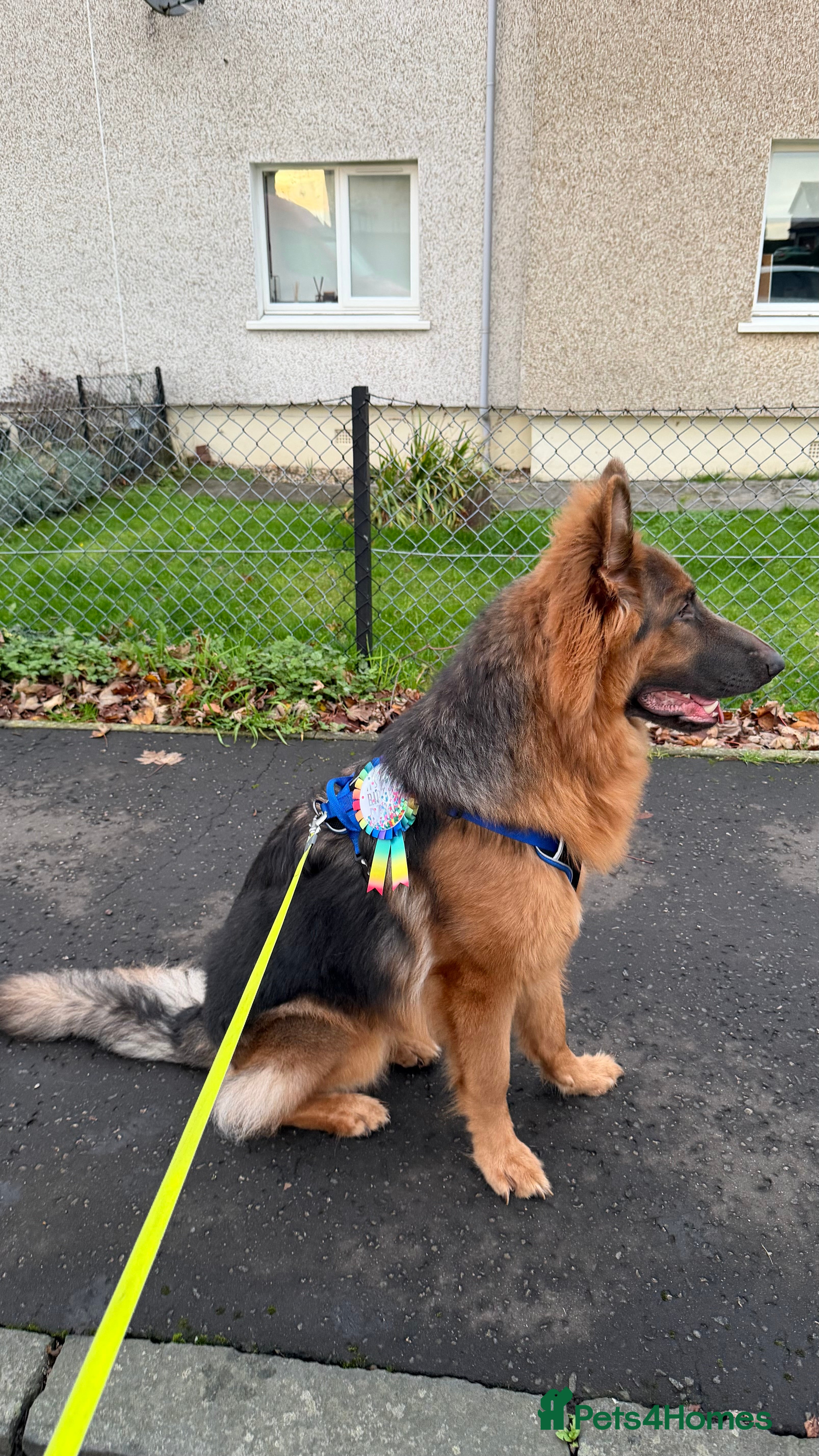German Shepherd dogs Healthy Blue & Tan, KC Registered  - Advert 10