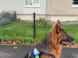 German Shepherd dogs Healthy Blue & Tan, KC Registered - Advert 2
