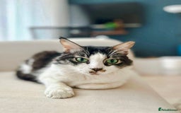 Mixed Breed cats for adoption: Meet Charli - Image 4