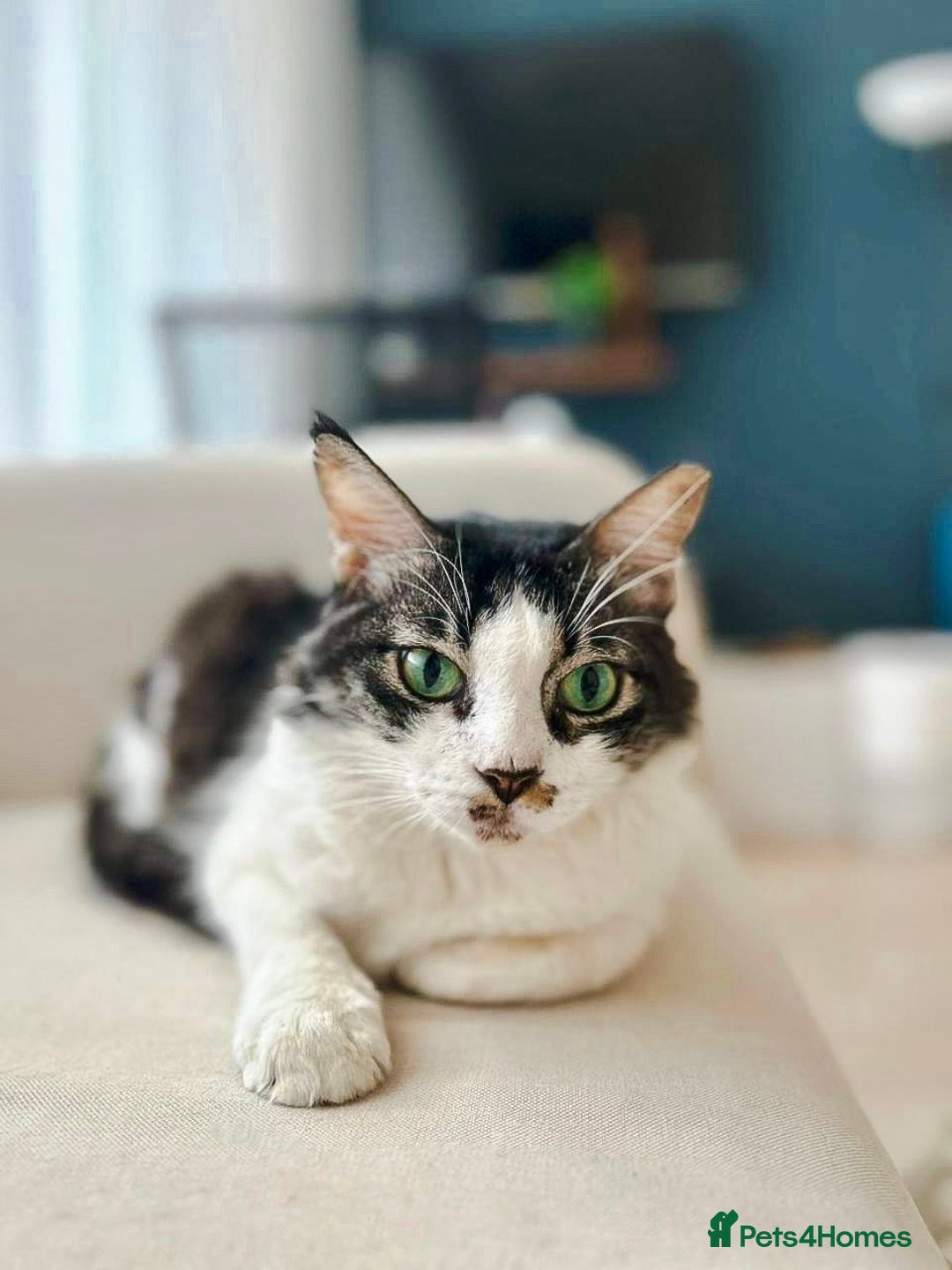 Mixed Breed cats for adoption: Meet Charli - Image 4