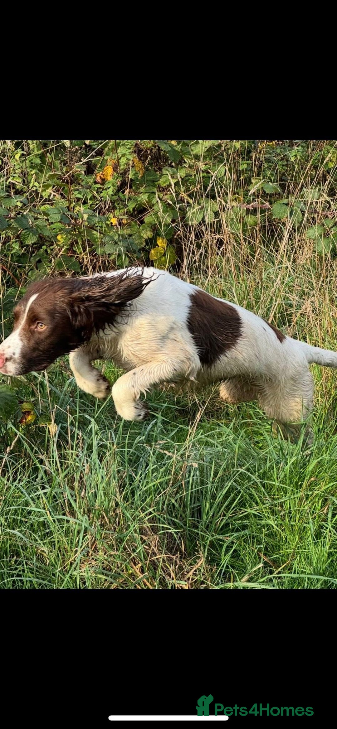 English Springer Spaniel dogs for sale: English Springer Spaniel For Sale - Advert 3