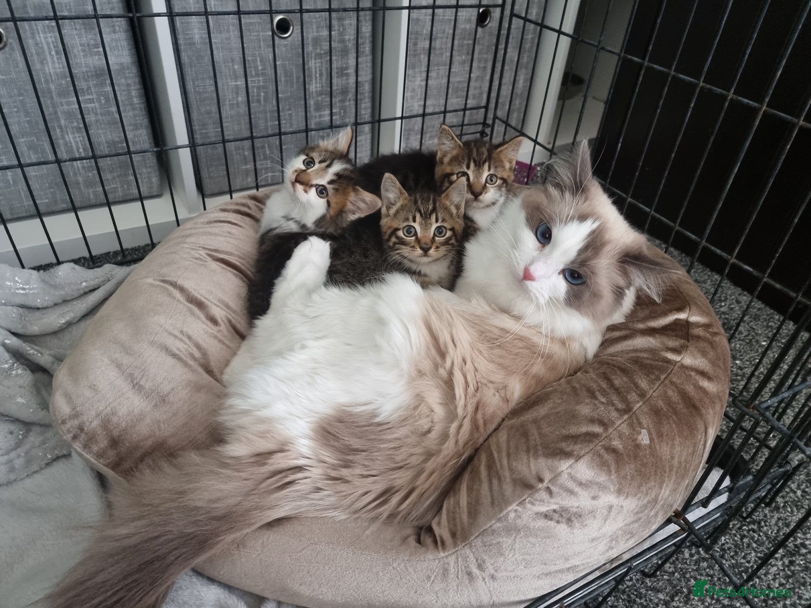 Mixed Breed cats Ragdoll x kittens - Advert 5