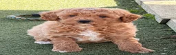 Poochon dogs for sale: Gorgeous Poochon boys ready now - Advert 10