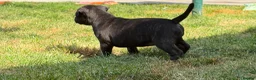 Staffordshire Bull Terrier dogs for sale: KC REGISTERED STAFFORDSHIRE BULL TERRIERS  - Advert 5