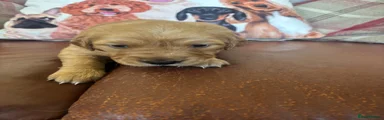 Golden Retriever Puppy 3