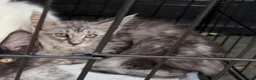 Maine Coon cats for sale: Absolutely Stunning Silver Maine Coon Kitten TICA - Advert 9
