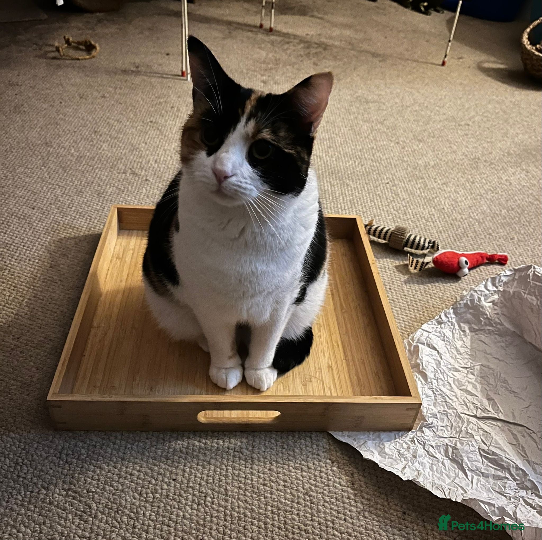 Mixed Breed cats Safe forever home needed for Hammy - Advert 9