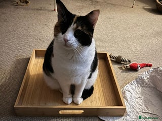 Mixed Breed cats Safe forever home needed for Hammy - Advert 6