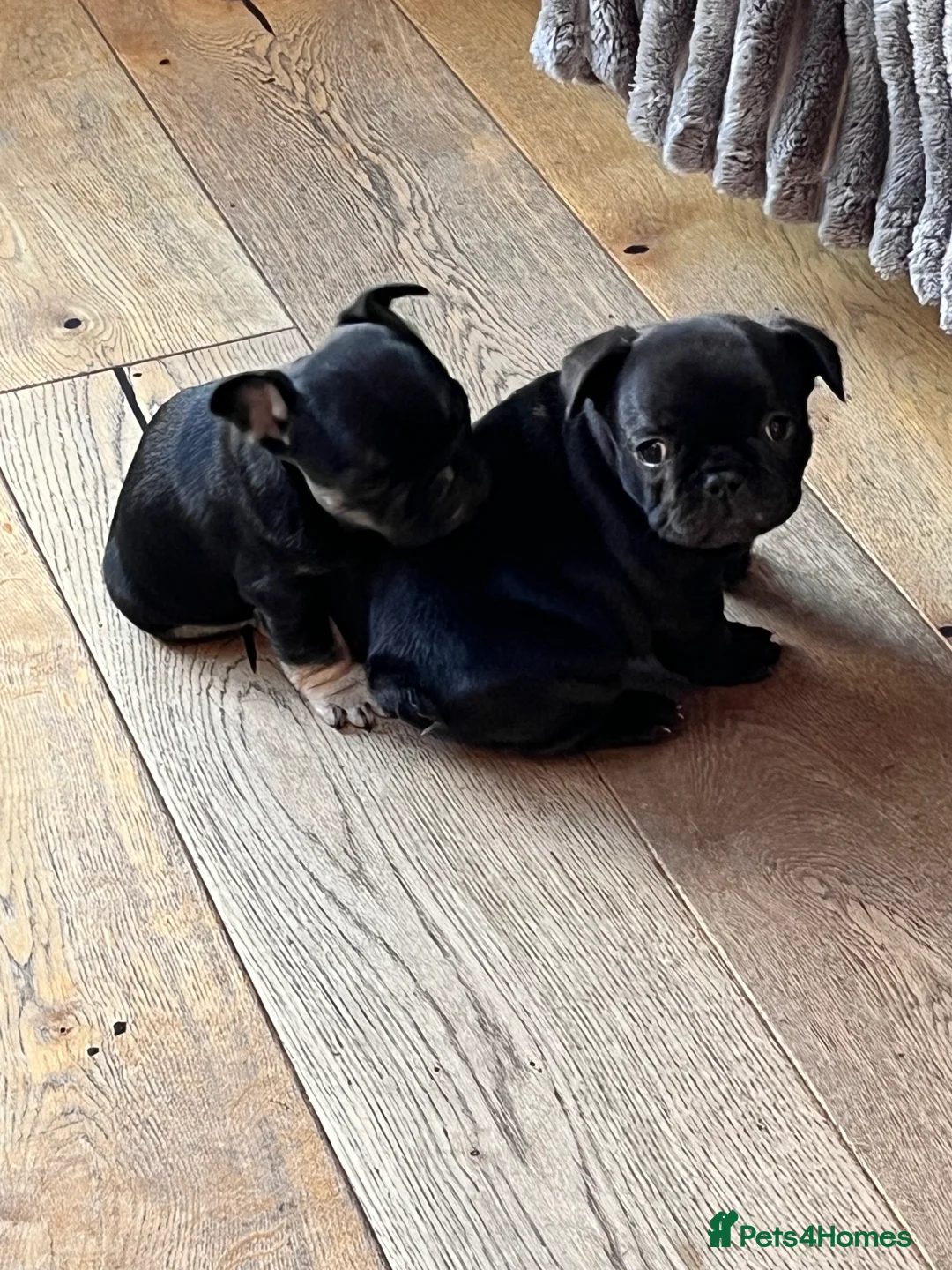 French Bulldog dogs for sale: French bulldog puppies for sale - Advert 2