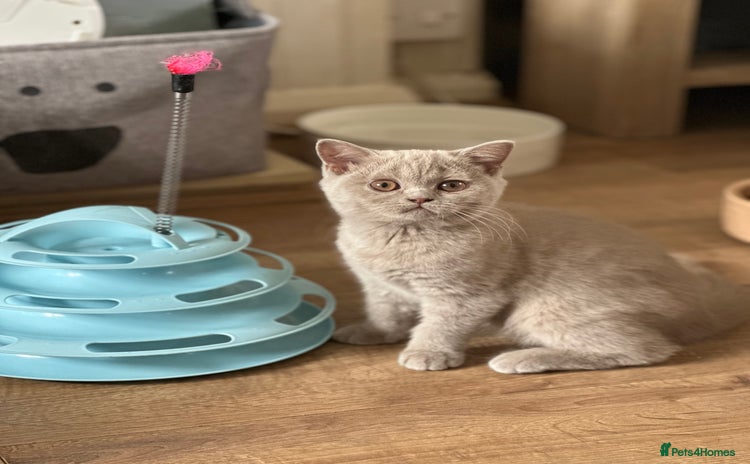 British Shorthair cats - Advert 3