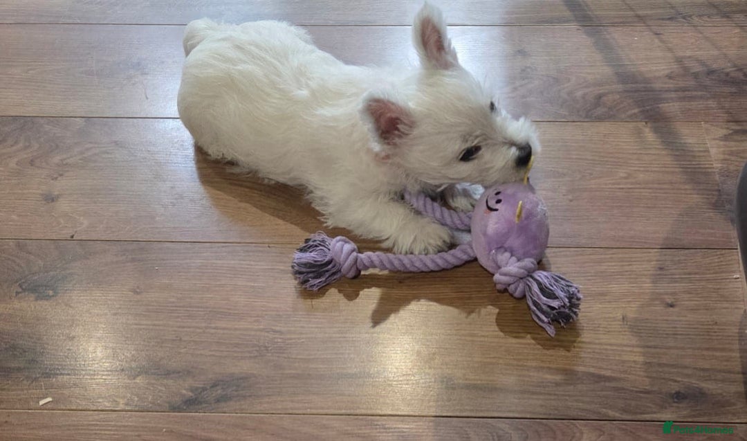 West Highland Terrier dogs for sale: WEST HIGHLAND PUPPIES AVAILABLE TODAY - Advert 1
