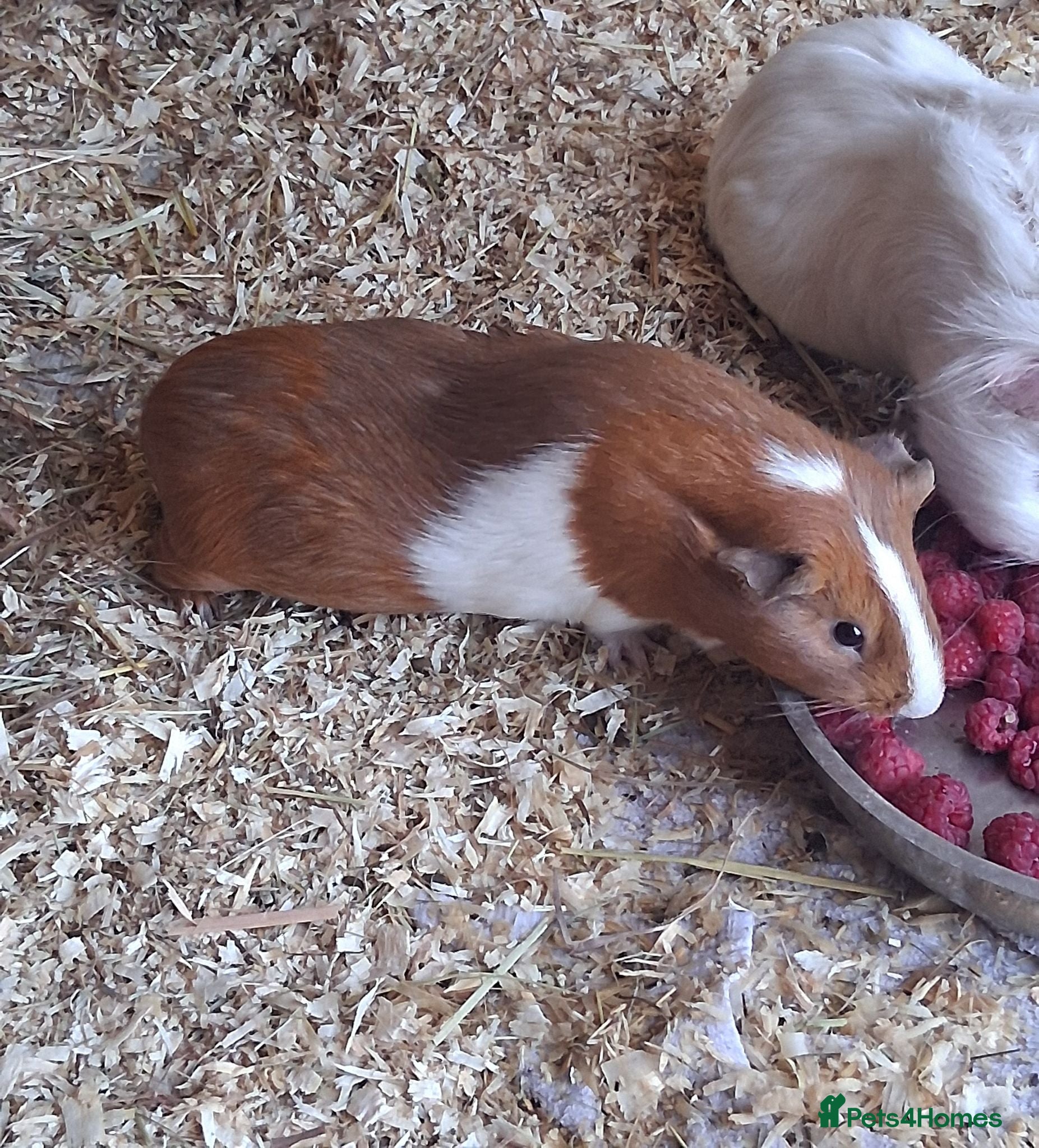 Guinea Pig rodents 2 bonded guinea pig girls - Advert 1